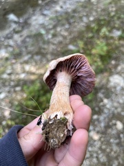 Laccaria bicolor
