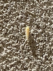 Erythridula infinita