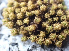 Plenogemma phyllantha