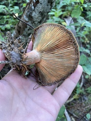 Lactarius deterrimus