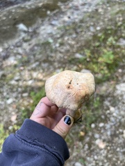 Laccaria bicolor