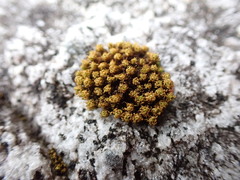 Plenogemma phyllantha