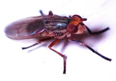 Sciomyzoidea