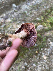 Laccaria bicolor