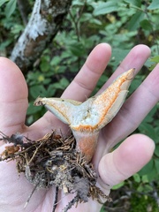 Lactarius deterrimus