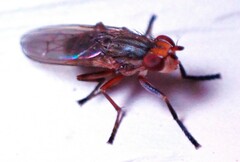 Sciomyzoidea