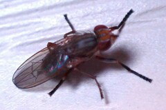 Sciomyzoidea