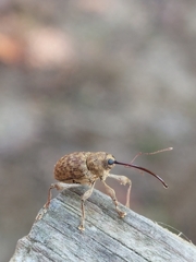 Curculio
