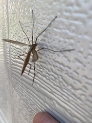 Tipula paludosa