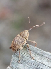 Curculio