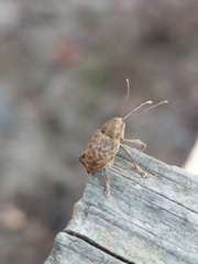 Curculio