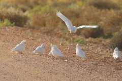 Cacatua sanguinea gymnopis