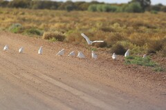 Cacatua sanguinea gymnopis