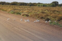 Cacatua sanguinea gymnopis