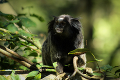 Callithrix penicillata