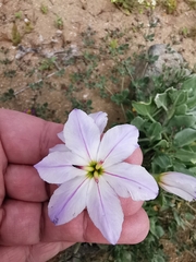Leucocoryne appendiculata