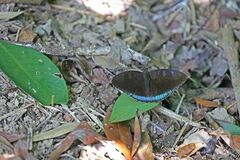 Tanaecia whiteheadi
