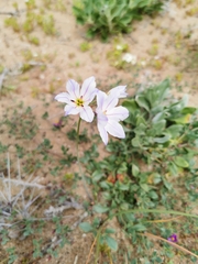 Leucocoryne appendiculata
