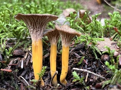 Craterellus tubaeformis