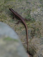 Sphenomorphus incognitus