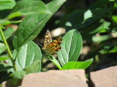 Phyciodes pulchella