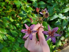 Tricyrtis formosana