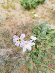 Leucocoryne appendiculata