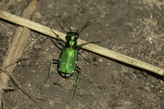 Cicindela sexguttata