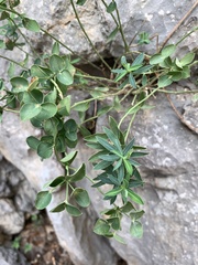Euphorbia fragifera