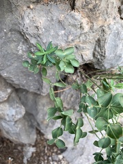 Euphorbia fragifera