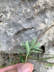 Euphorbia fragifera