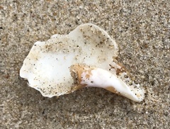 Neptunea decemcostata