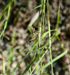 Neoscona adianta