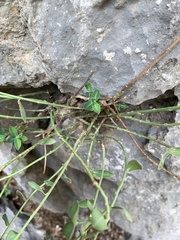 Euphorbia fragifera