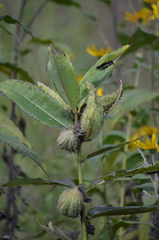 Asclepias syriaca