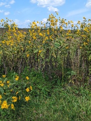 Asclepias syriaca