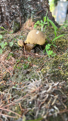 Suillus variegatus
