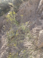 Senecio spartioides