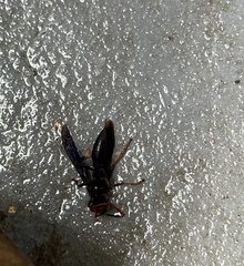 Polistes erythrocephalus