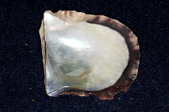 Pinctada