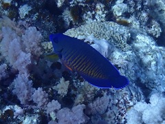 Centropyge bispinosa