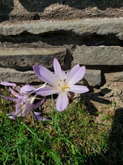 Colchicum autumnale