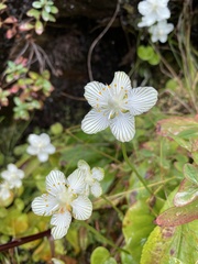 Parnassia asarifolia