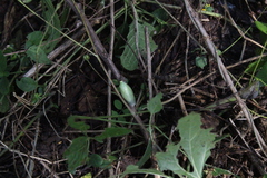 Panchlorinae
