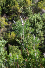 Paranomus bracteolaris