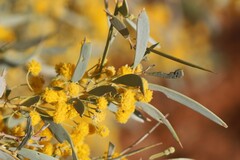 Acacia georginae