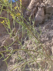 Senecio spartioides