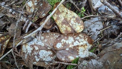 Coccomyces dentatus