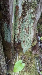 Icmadophila ericetorum