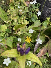 Gentiana clausa